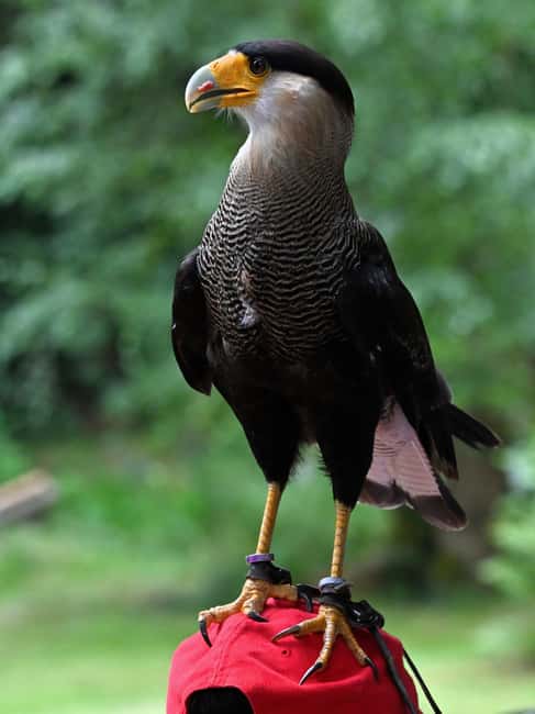 Ruhla: Ticket for a flight show with eagles, owls, and more. - The birds you will meet