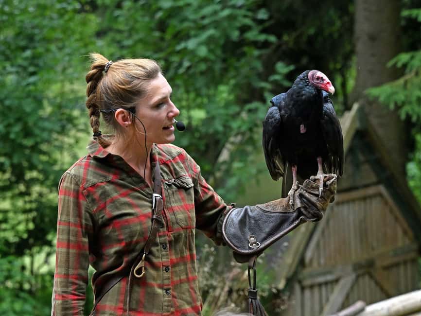 Ruhla: Ticket for a flight show with eagles, owls, and more. - What the full 50-minute visit includes