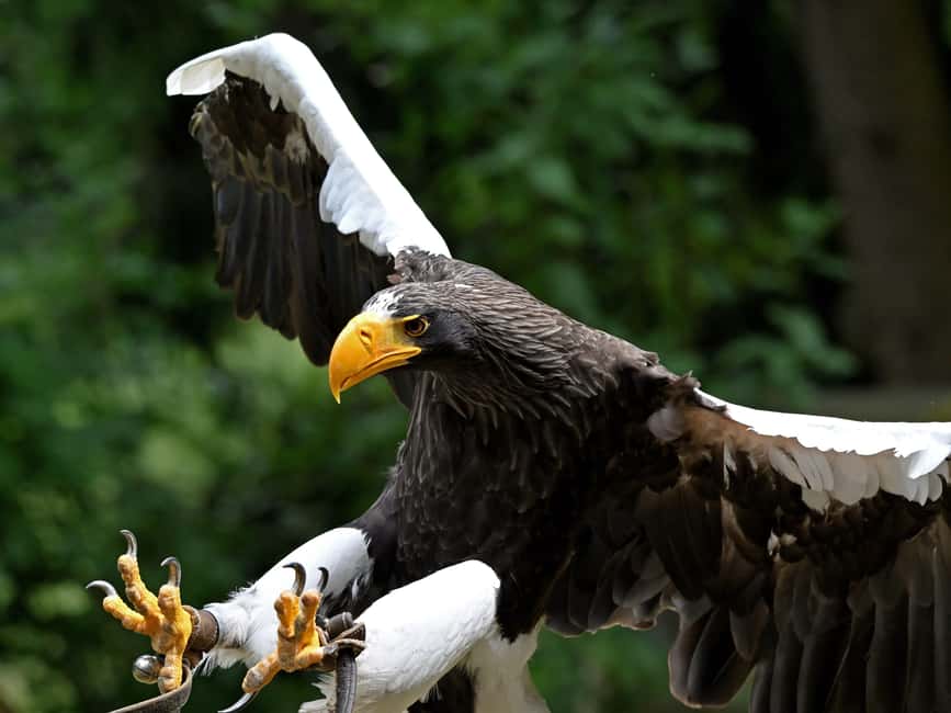 Ruhla: Ticket for a flight show with eagles, owls, and more. - Timing, seasons, and weather