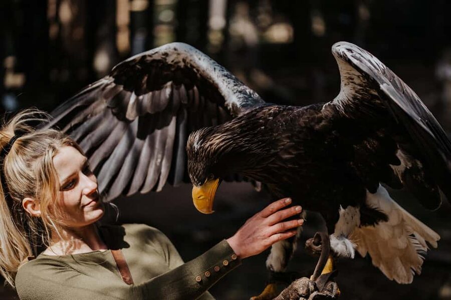 Ruhla: Ticket for a flight show with eagles, owls, and more. - The $18 ticket and its value