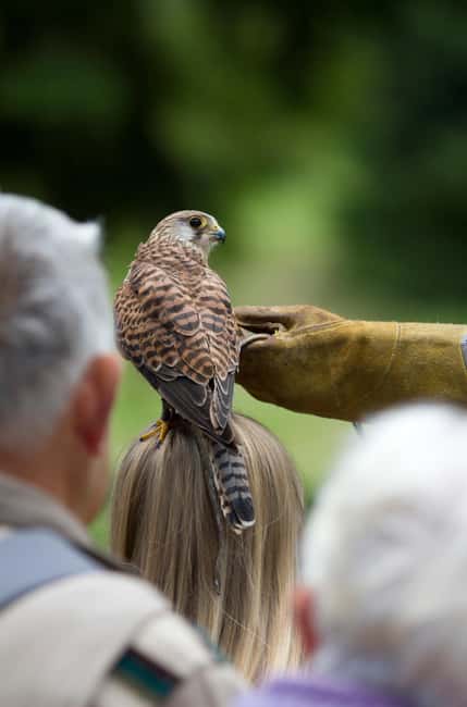 Ruhla: Ticket for a flight show with eagles, owls, and more. - Who will enjoy this most