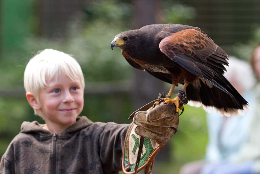 Ruhla: Ticket for a flight show with eagles, owls, and more. - When a bird chooses your arm