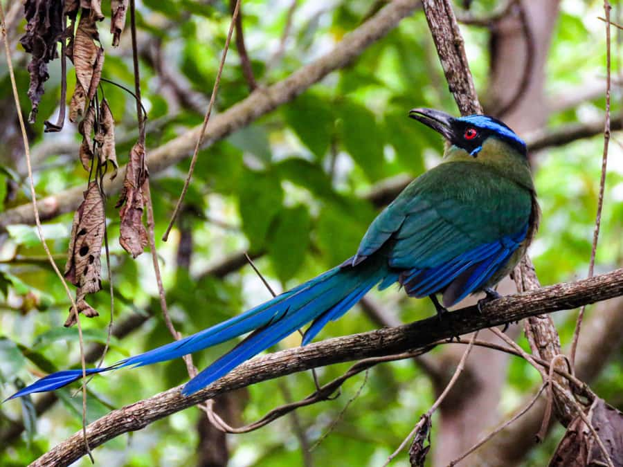 Salento: hike to learn about Birds - Why this Salento bird walk is worth your morning
