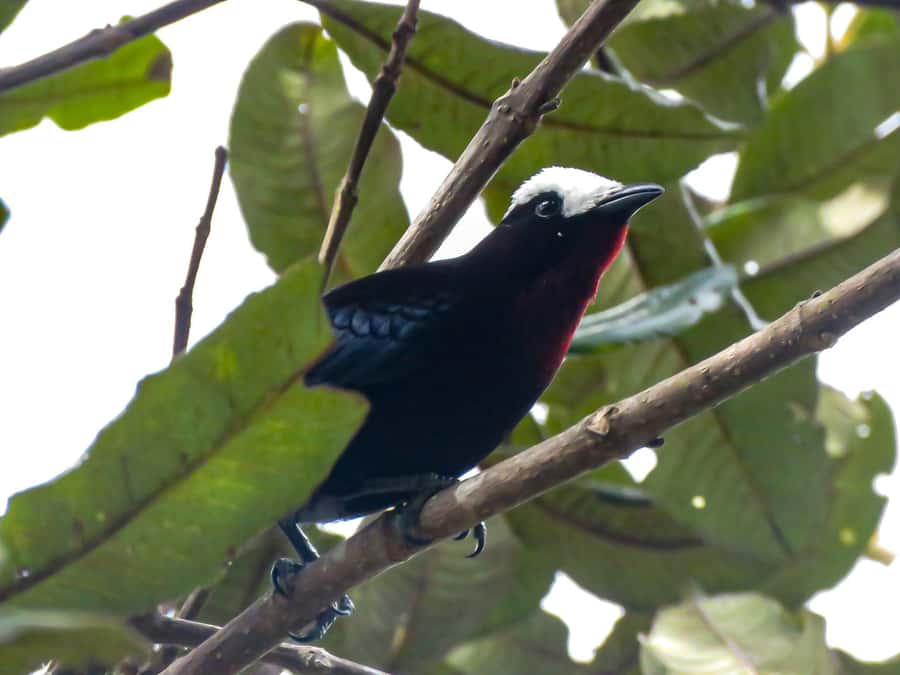Salento: hike to learn about Birds - Jorge’s teaching style is part of the value