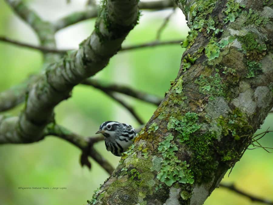 Salento: hike to learn about Birds - Who will enjoy this experience most