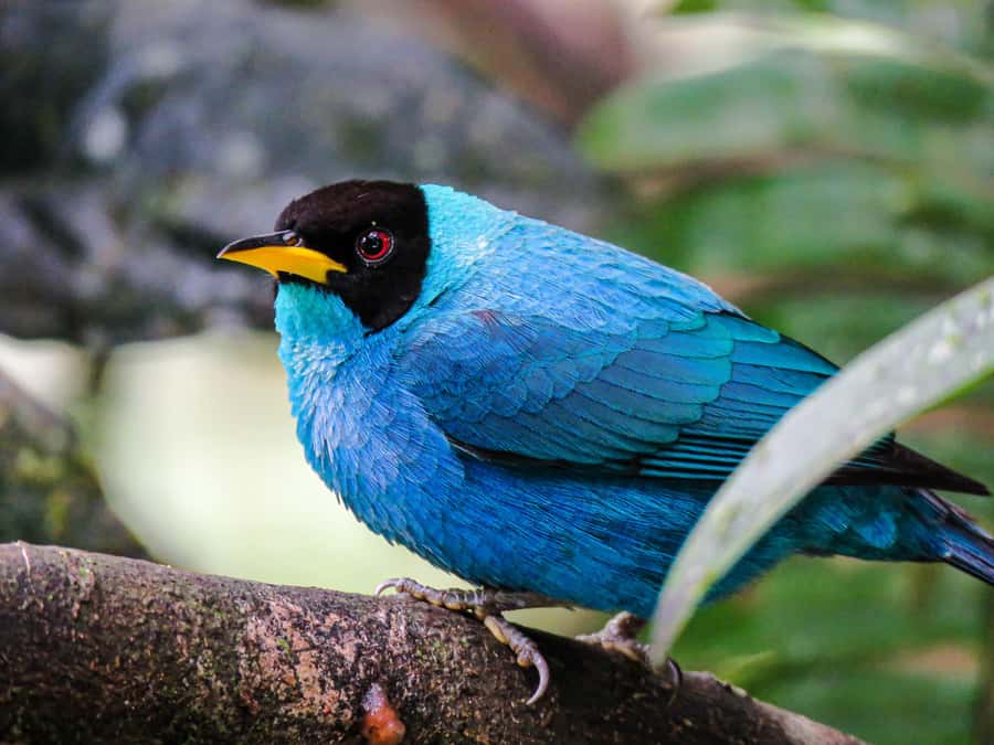 Salento: hike to learn about Birds - Language and group size