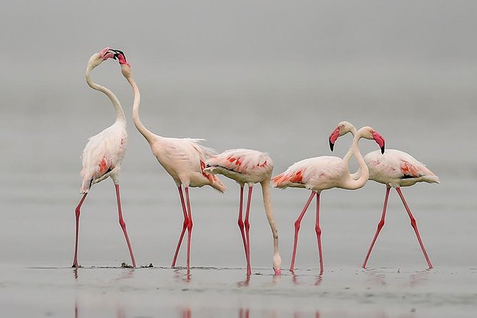 Sambhar Tour - temples, salt lake, bird watching, heritage walk - Key points to know before you book