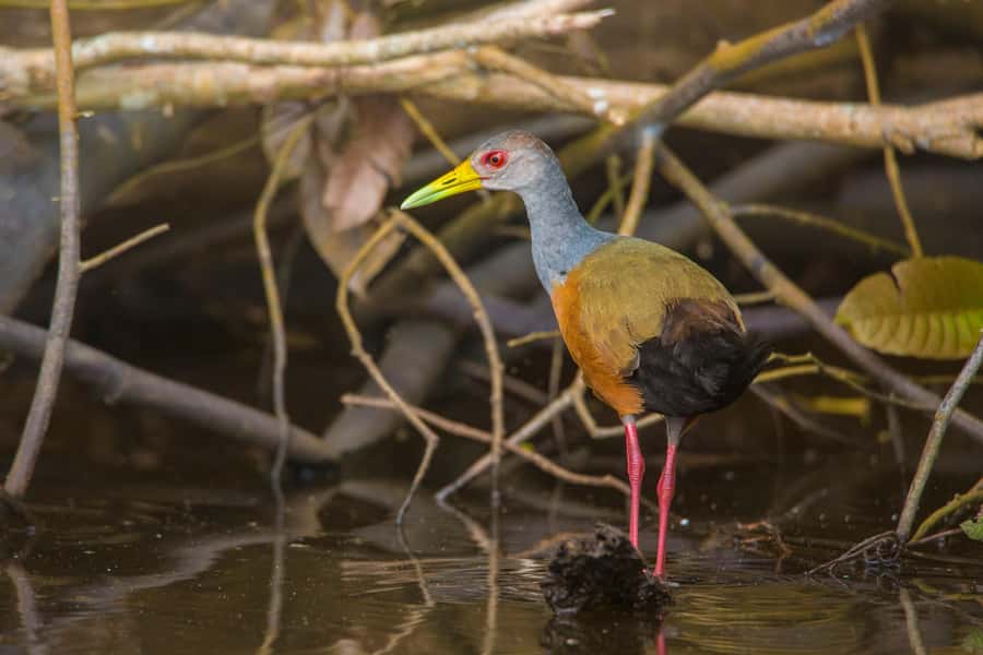 Sandoval Lake & Parrot Clay lick 3 Days/2 Nights - What this Amazon trip is really like