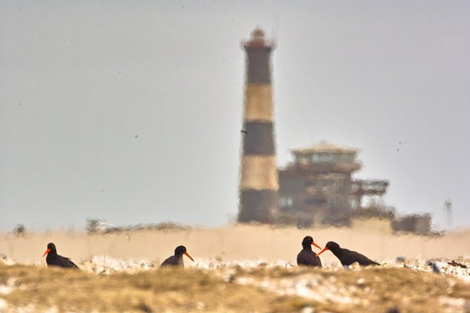 Sandwich Harbour & Pelican Point Full Day Tour - Why Sandwich Harbour makes this day special