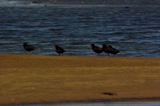 Sandwich Harbour & Pelican Point Full Day Tour - The two-hour Namib Desert visit