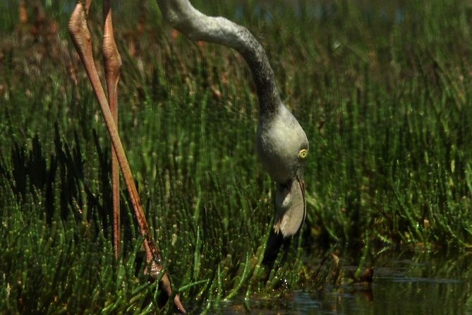 Sandwich Harbour & Pelican Point Full Day Tour - What the small group changes