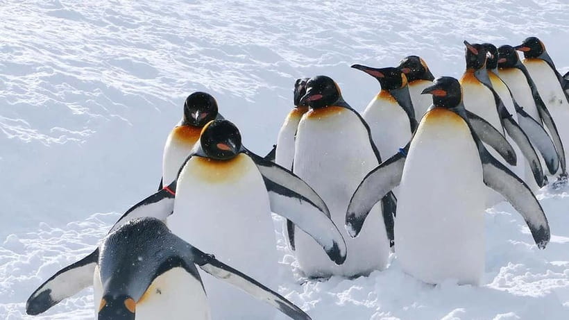 Sapporo Winter : Asahiyama Zoo (Penguin Fun & Snowmobile) - A full Hokkaido snow day from Sapporo