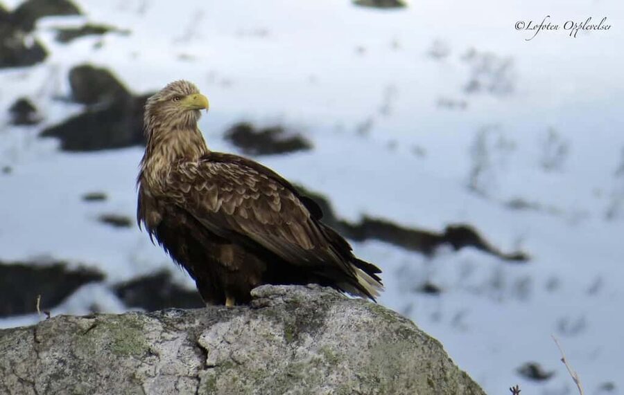 Sea Eagle/Nature Safari - Why Henningsvær is a good launch point