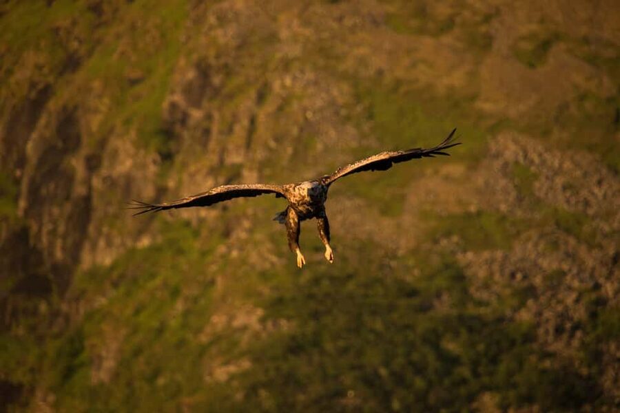 Sea Eagle/Nature Safari - Sea eagles in their own territory