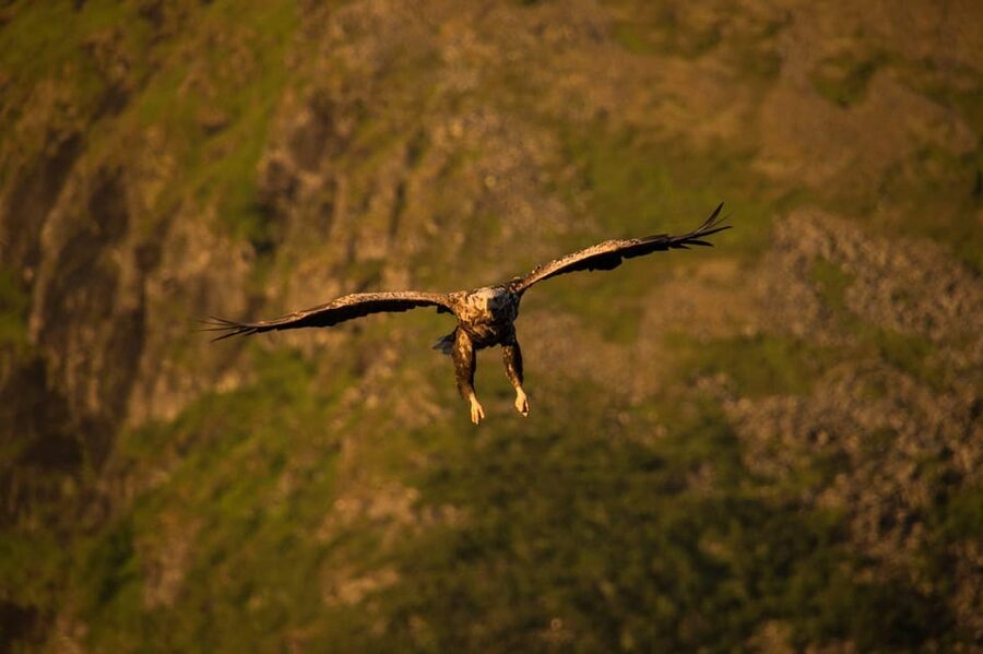 Sea Eagle/Nature Safari - Timing: expect a short outing