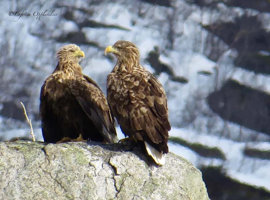 Sea Eagle/Nature Safari - The RIB boat ride and what it feels like
