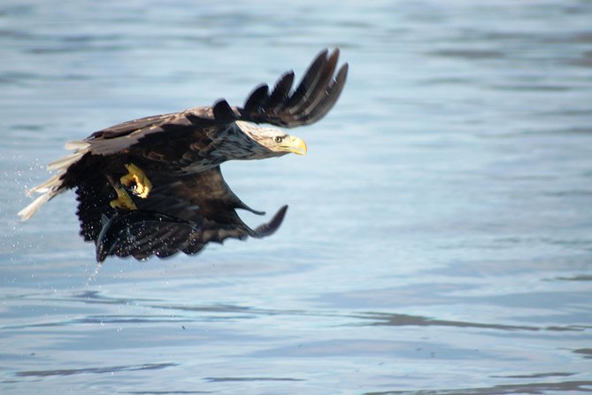 Sea Eagle Safari from Svolvær to Trollfjorden - Reaching Trollfjorden after the fast ride
