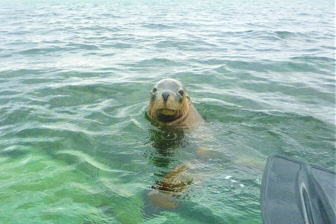 Seal Island and Penguin Island or Point Peron Sea Kayak Tour - Key points to know before you book