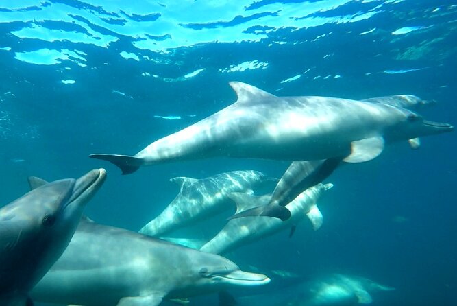 Seal Island and Penguin Island or Point Peron Sea Kayak Tour - What the $134.25 price includes