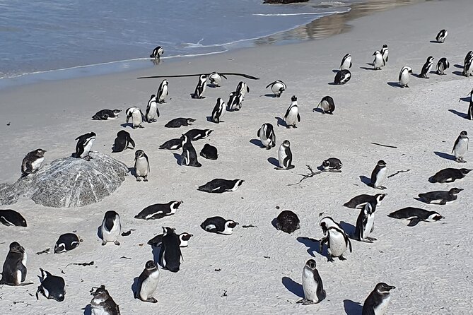 Seal Island,Cape of Good Hope&Penguins Shared Tour,From Cape Town - Bo-Kaap gives the morning a human story