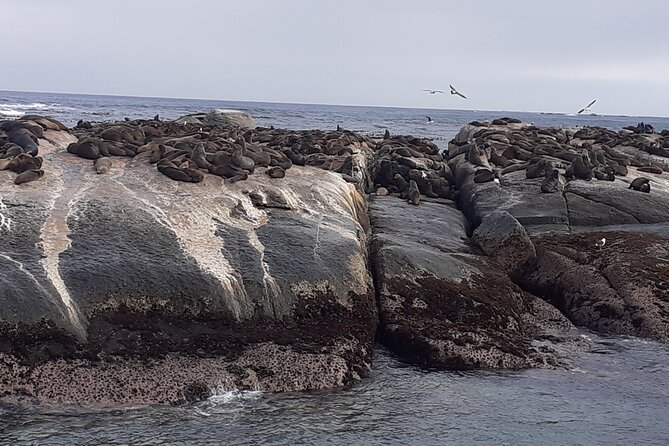 Seal Island,Cape of Good Hope&Penguins Shared Tour,From Cape Town - Hout Bay and the optional Seal Island boat
