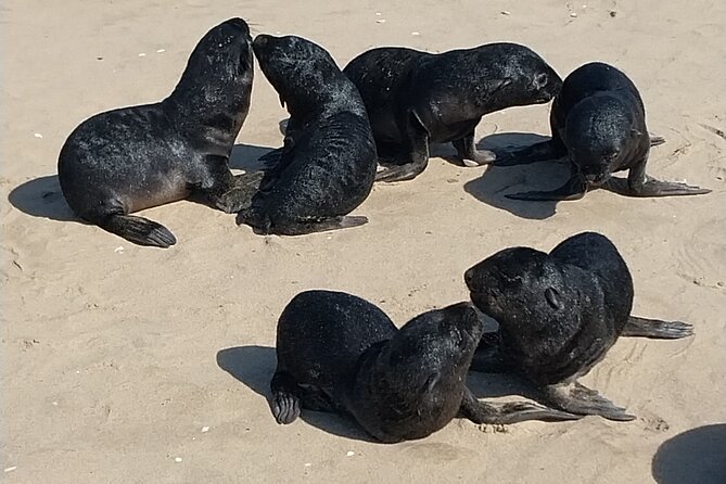 Seal Kayaking at Pelican Point from Swakopmund - Why Pelican Point is the main event