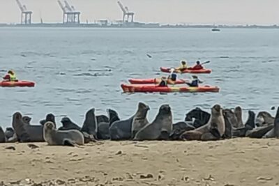 Seal Kayaking at Pelican Point from Swakopmund