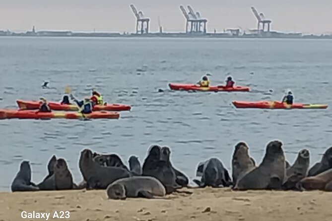Seal Kayaking at Pelican Point from Swakopmund - Paddling beside the seals
