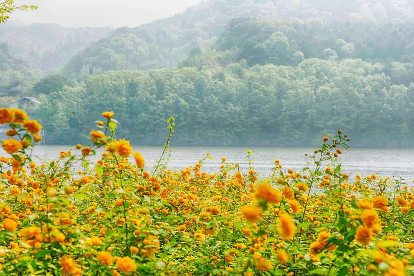 Seoul: Nami Island & Gangchon Rail Bike One Day Tour - Transport, timing, and the real value of $67
