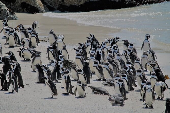 Shared Half Day Tour in Cape Peninsula with African Penguins - Chapman’s Peak is a great promise with a practical caveat