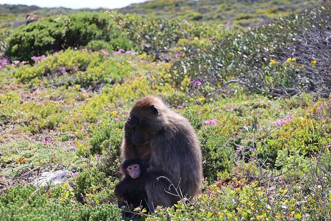 Shared Half Day Tour in Cape Peninsula with African Penguins - Muizenberg offers a colorful last look at the coast