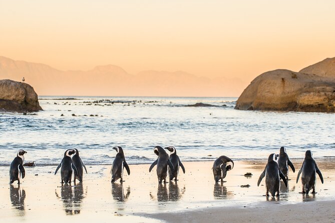 Shared Half Day Tour in Cape Peninsula with African Penguins - Who should book this half-day route
