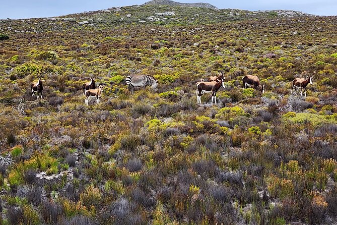 Shared Half Day Tour in Cape Peninsula with African Penguins - Boulders Beach is the tour’s most distinctive stop