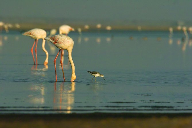 Shore Excursion - Flamingos ,Dune7,Welwitschia, Moonlandscape,Oasis,Swakopmund. - Dune 7, the tour’s most active stop