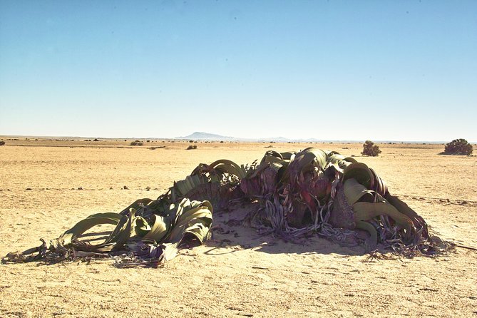 Shore Excursion - Flamingos ,Dune7,Welwitschia, Moonlandscape,Oasis,Swakopmund. - Transport, group size, and the amount of driving