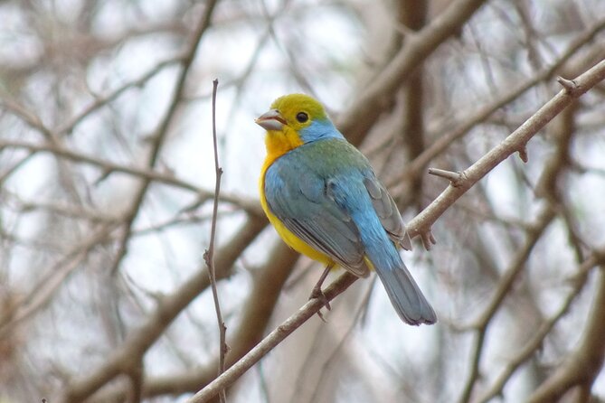 SIerra Madre Highland bird and Tuito - Starting before dawn at Ecotours Vallarta