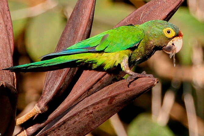 SIerra Madre Highland bird and Tuito - The Military Macaw Sanctuary