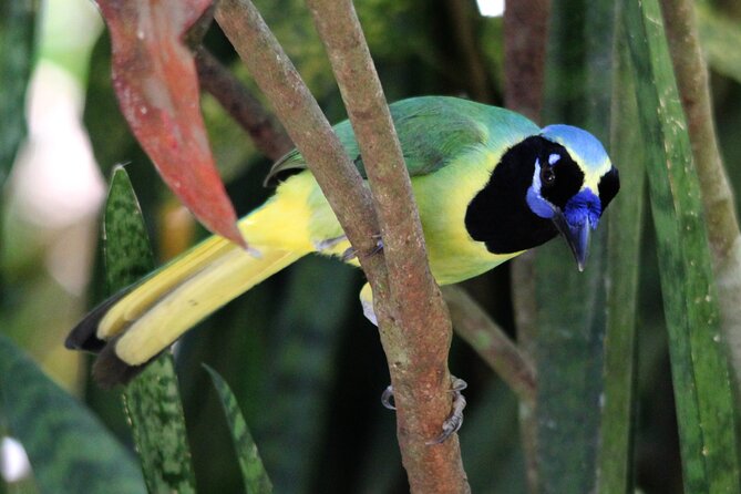 SIerra Madre Highland bird and Tuito - A relaxed break in El Tuito