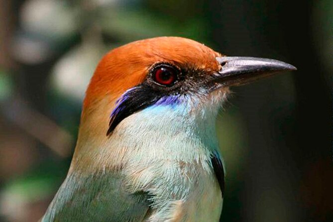 SIerra Madre Highland bird and Tuito - The guide makes the difference