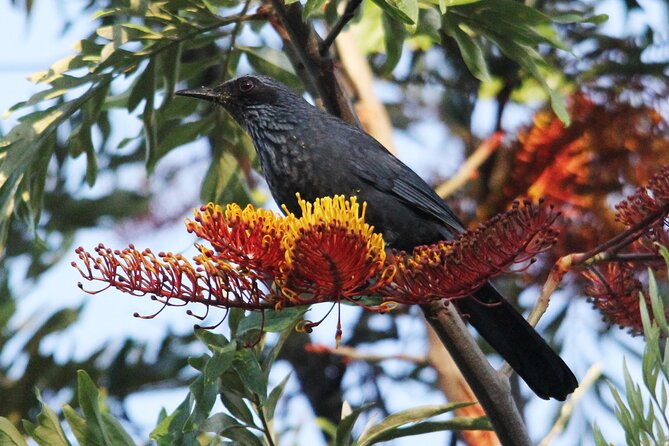 SIerra Madre Highland bird and Tuito - What the ride and walking are really like