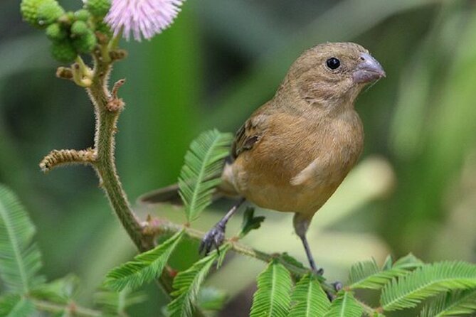 SIerra Madre Highland bird and Tuito - Food, equipment, and overall value