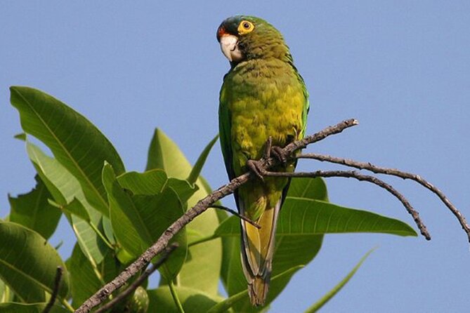 SIerra Madre Highland bird and Tuito - El Tuito and the first birding stops