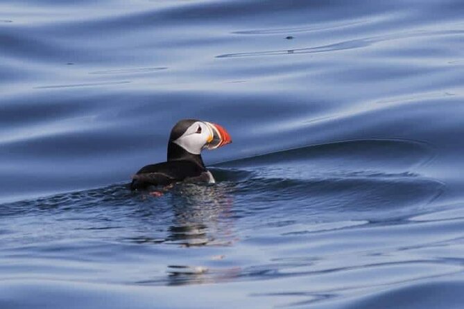Sightseeing Around Nólsoy to see Puffins - Key Things to Know Before You Go