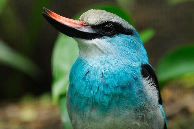 Singapore: Bird Paradise Entry Ticket - Southeast Asian aviaries and regional habitats