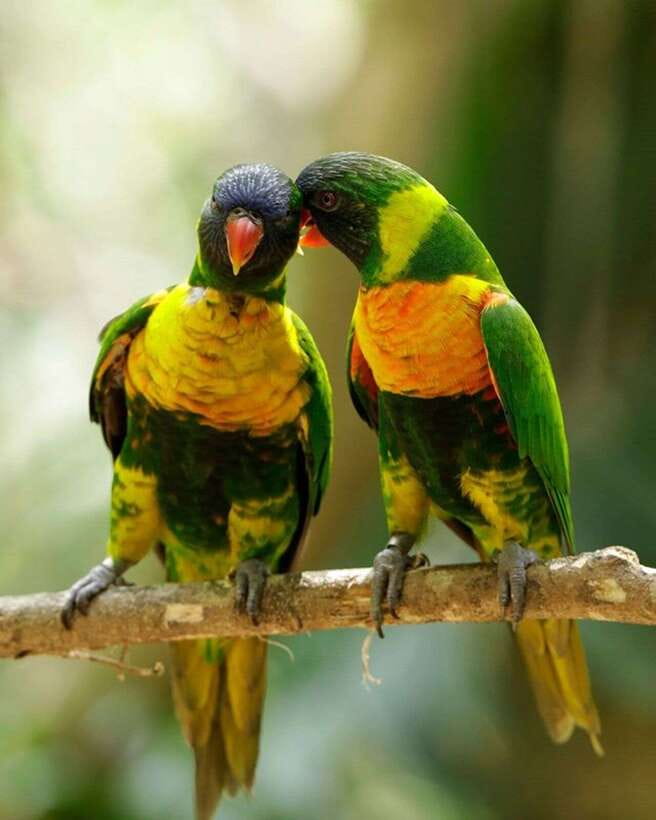 Singapore: Bird Paradise Entry Ticket - Kings of the Skies and High Flyers Show