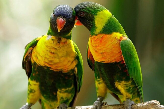 Singapore: Bird Paradise Entry Ticket - The African Waterfall Aviary