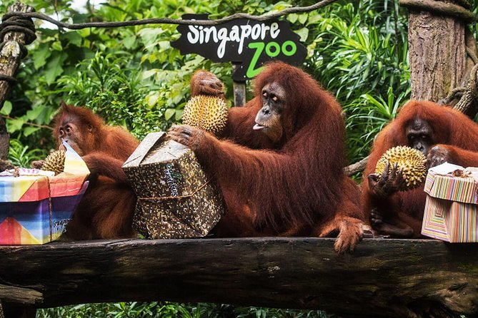 Singapore Bird Paradise & Zoo Full Day (Ticket & Transfer ) - Bird Paradise and the Jurong Name Problem