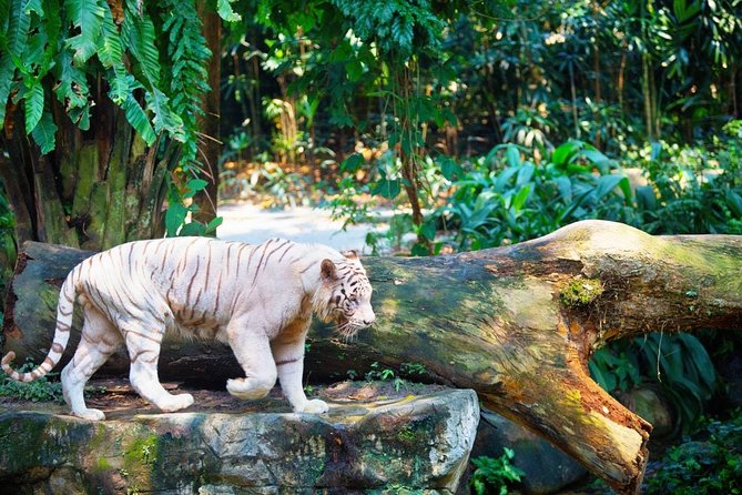 Singapore Bird Paradise & Zoo Full Day (Ticket & Transfer ) - Who Will Get the Most From This Experience