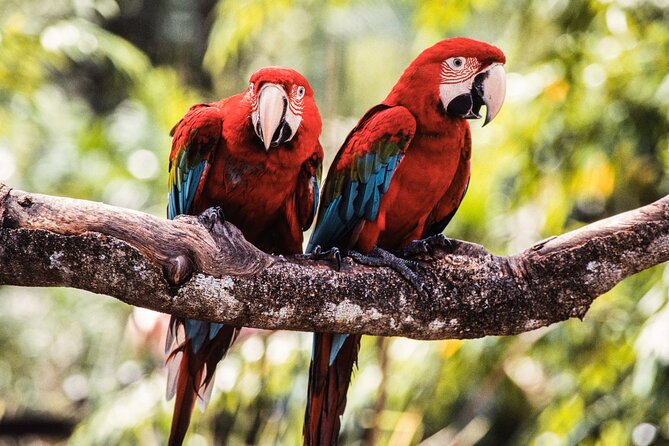Singapore Bird Paradise & Zoo Full Day (Ticket & Transfer ) - Practical Booking Advice Before You Pay