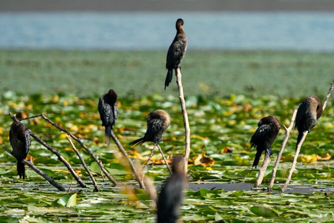 Skadar Lake National Park: Birdwatching & Photography Tour - Fort Lesendro and the scenic middle of the cruise